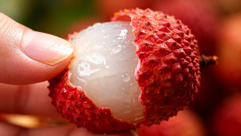 手剥荔枝 晶莹剔透图片