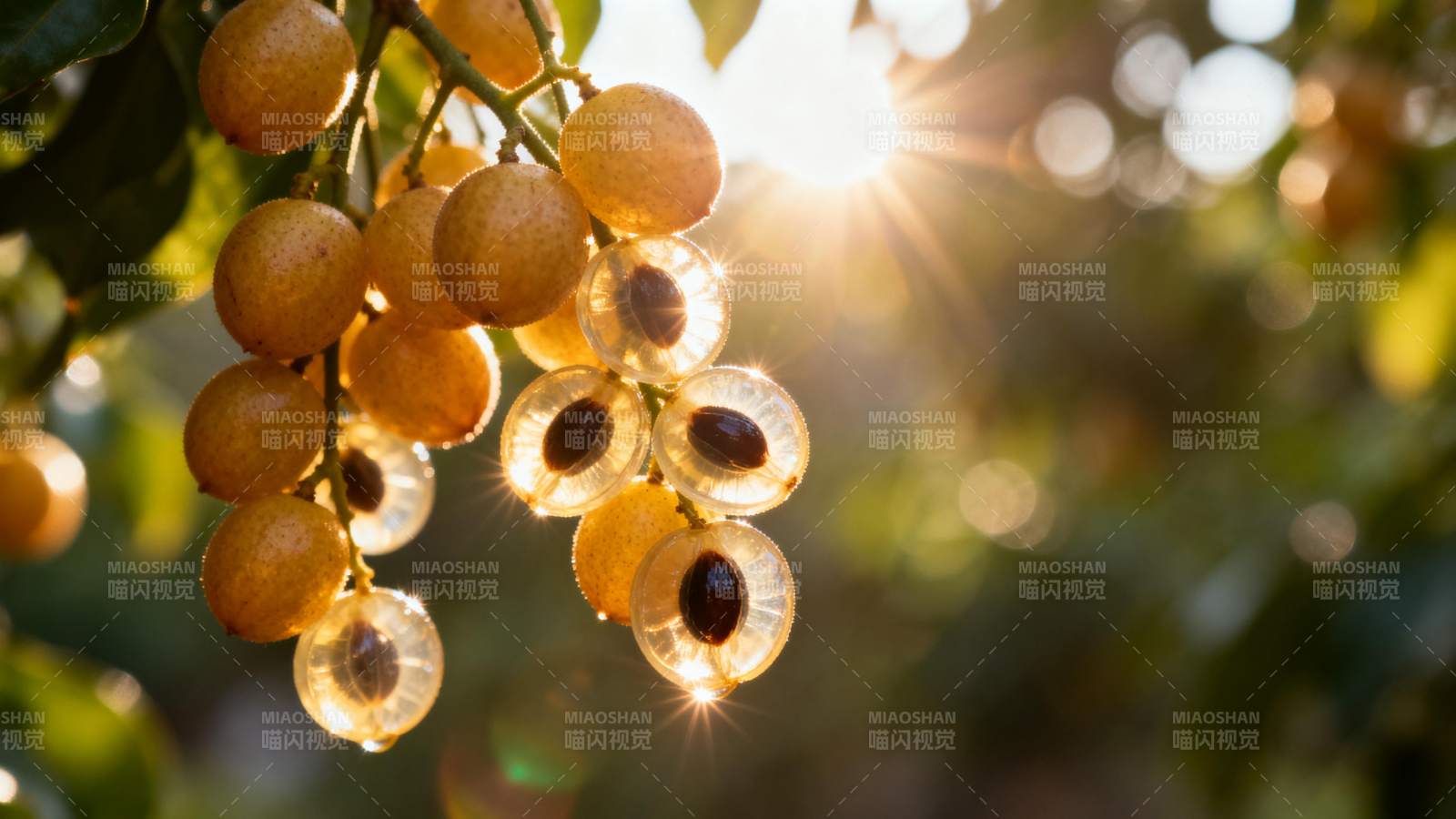 阳光下的果实晶莹图片