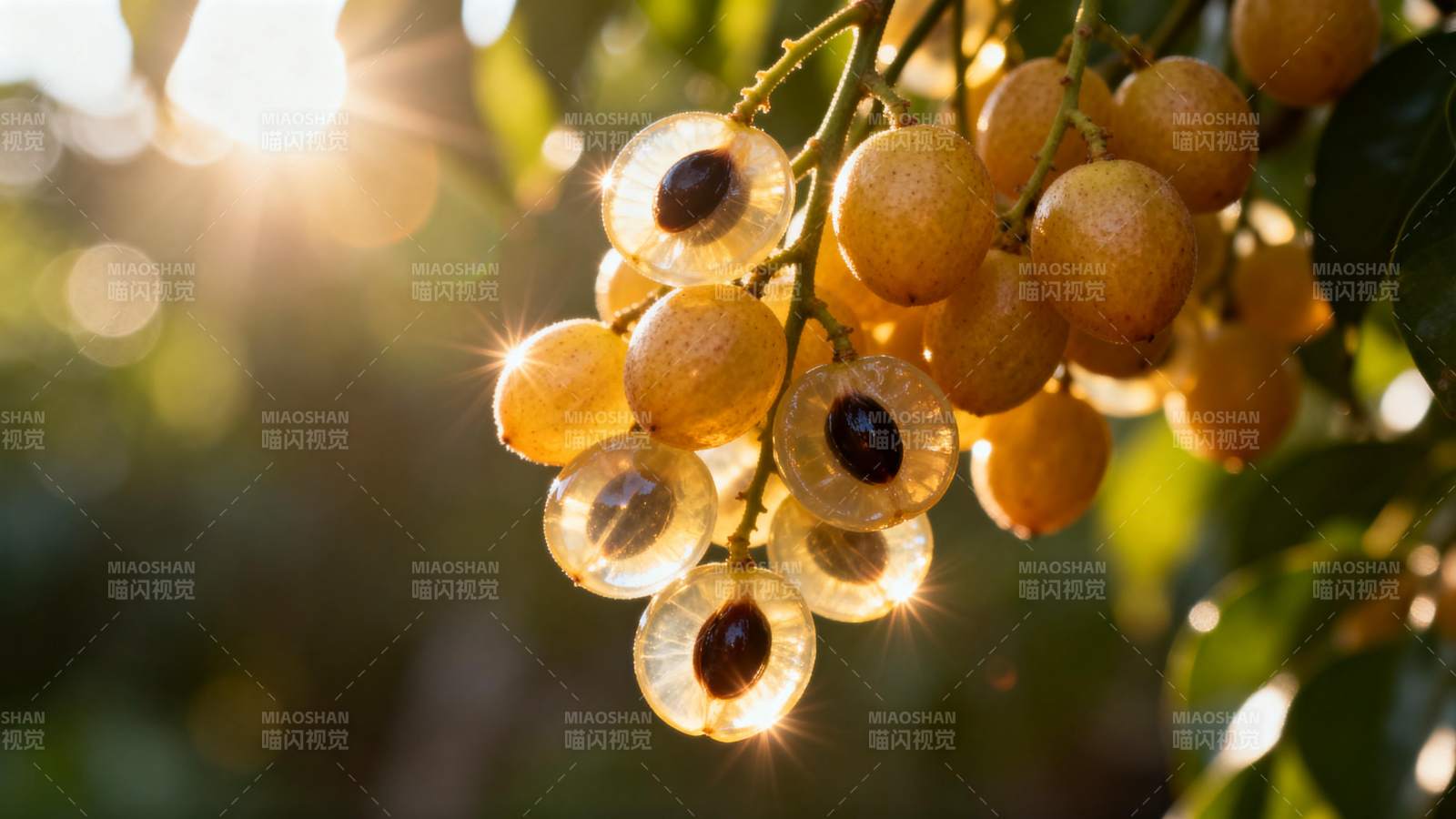 阳光下的金果串图片