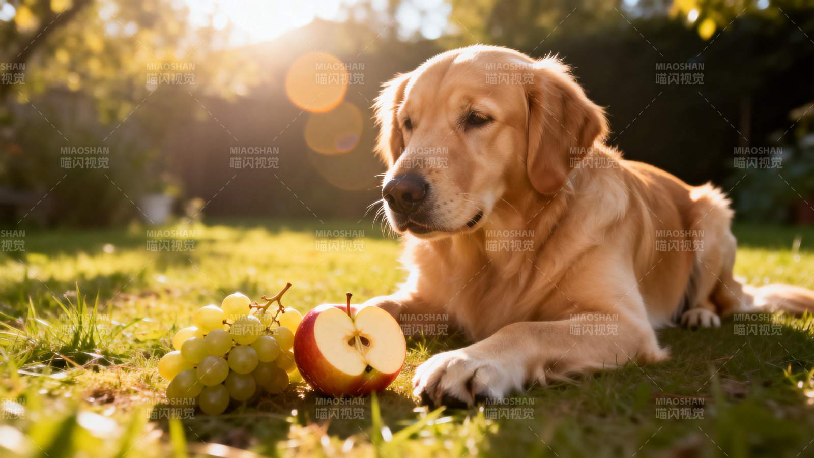 狗狗享水果时光图片