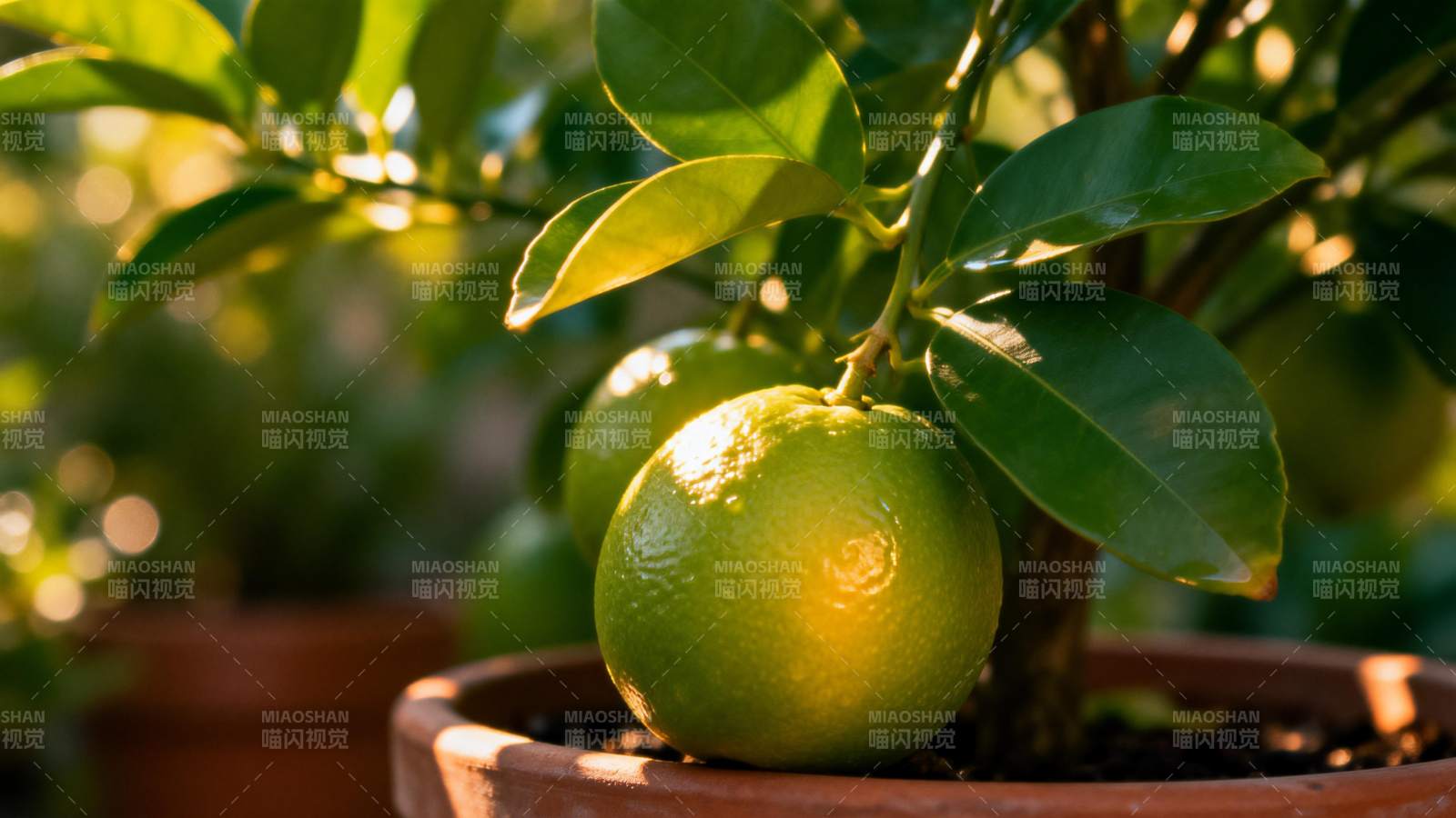 盆栽青柠静谧生长图片