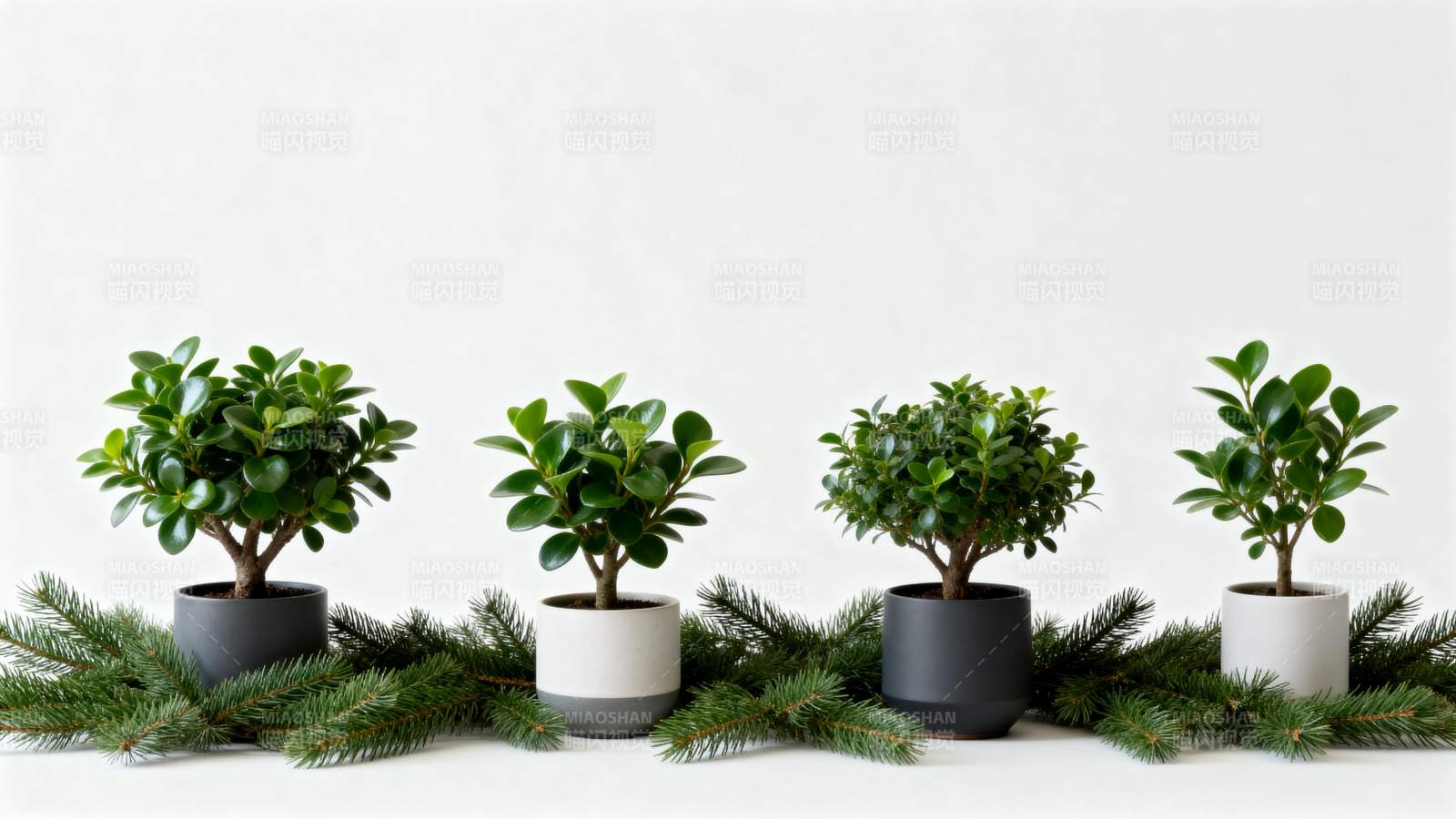 绿植盆栽装饰摆件图片