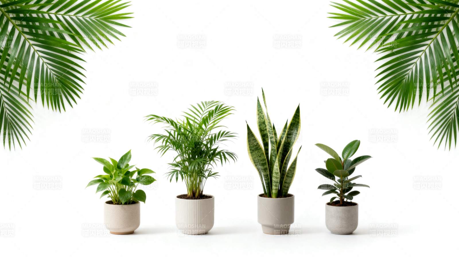 绿植盆栽排列图图片