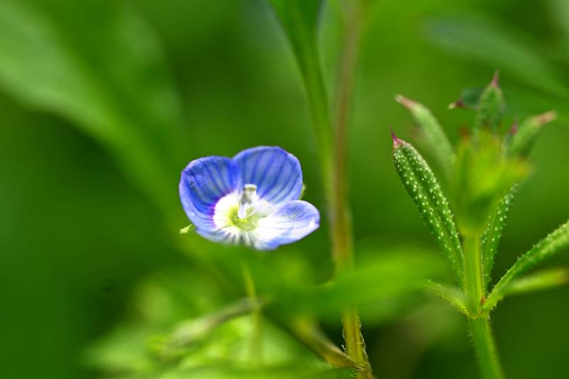 蓝花静绽绿叶间（徽距）图片