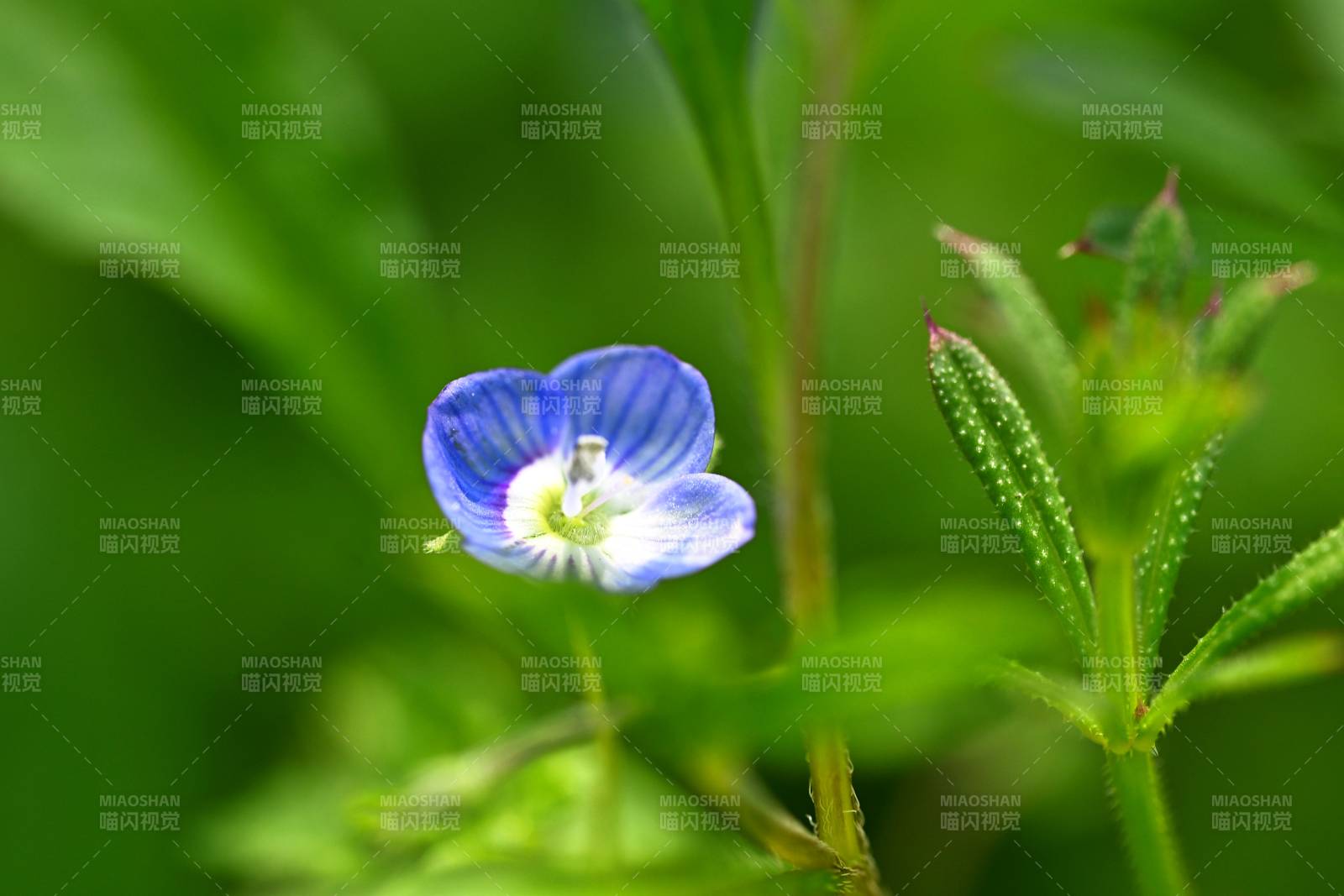 蓝花静绽绿叶间（徽距）图片