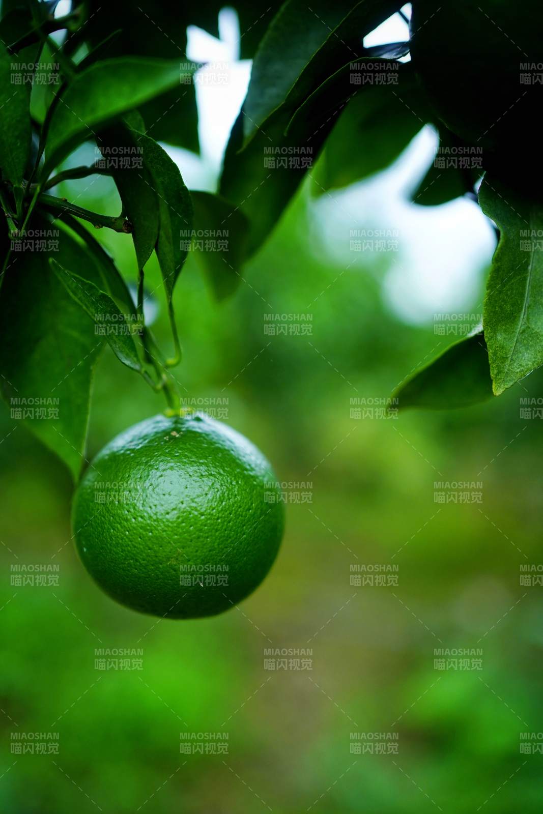 彭山青柠挂枝头图片