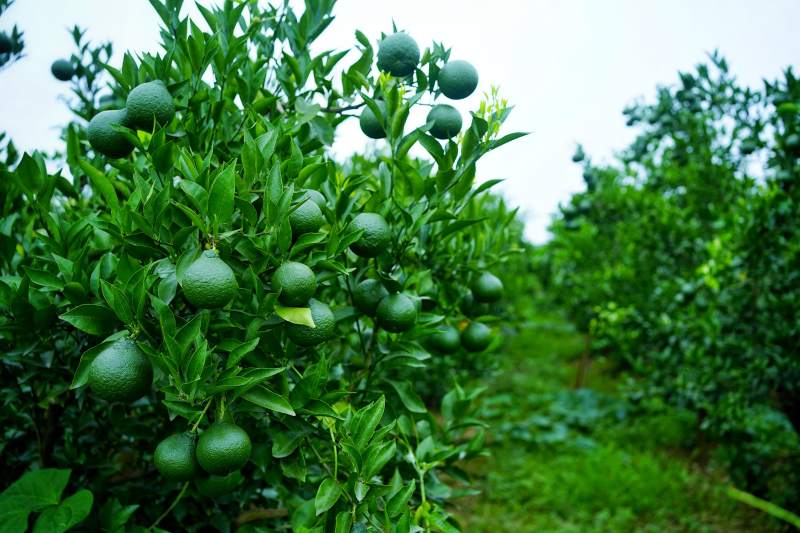 彭山绿橙果园生机盎然图片