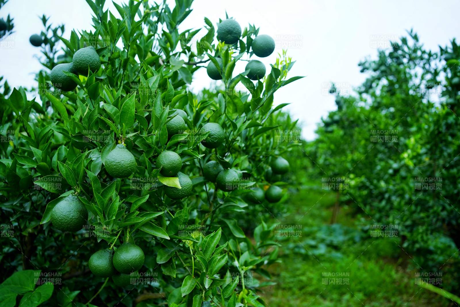 彭山绿橙果园生机盎然图片