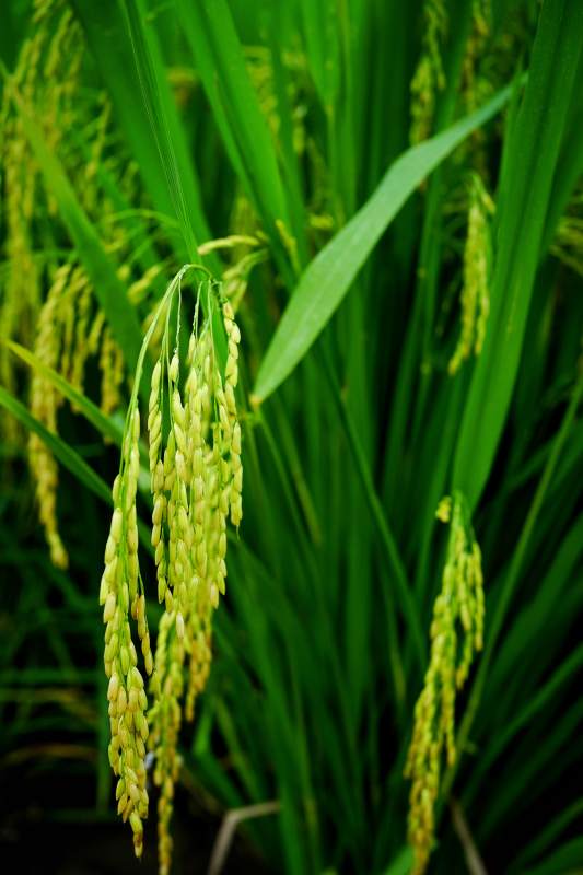 稻穗低垂绿意浓图片