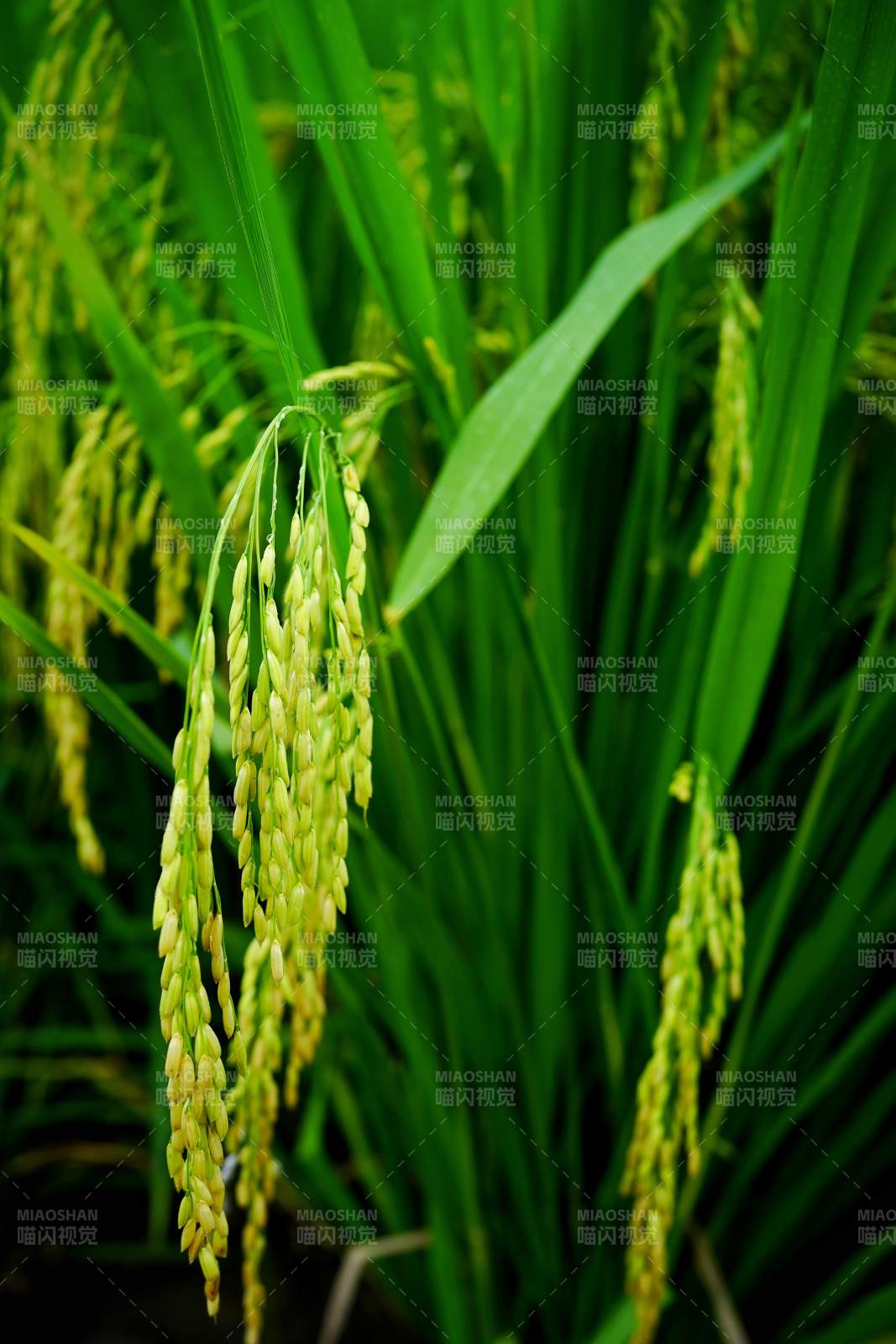 稻穗低垂绿意浓图片