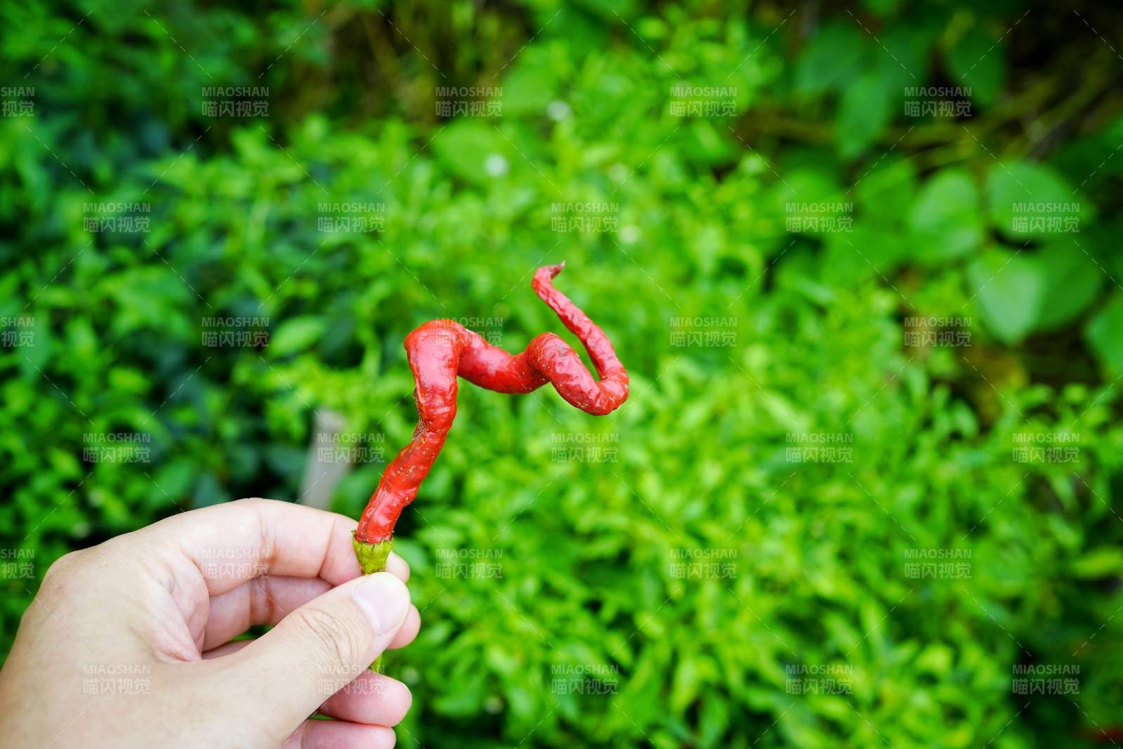 红椒似蛇 手握奇趣图片
