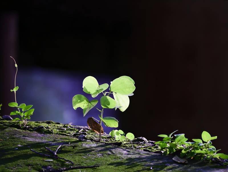 绿意盎然的新生图片