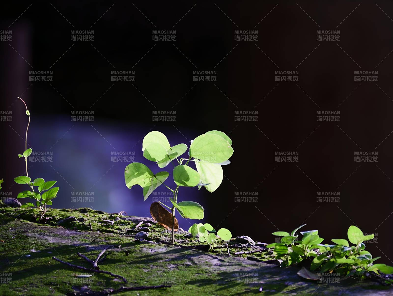 绿意盎然的新生图片