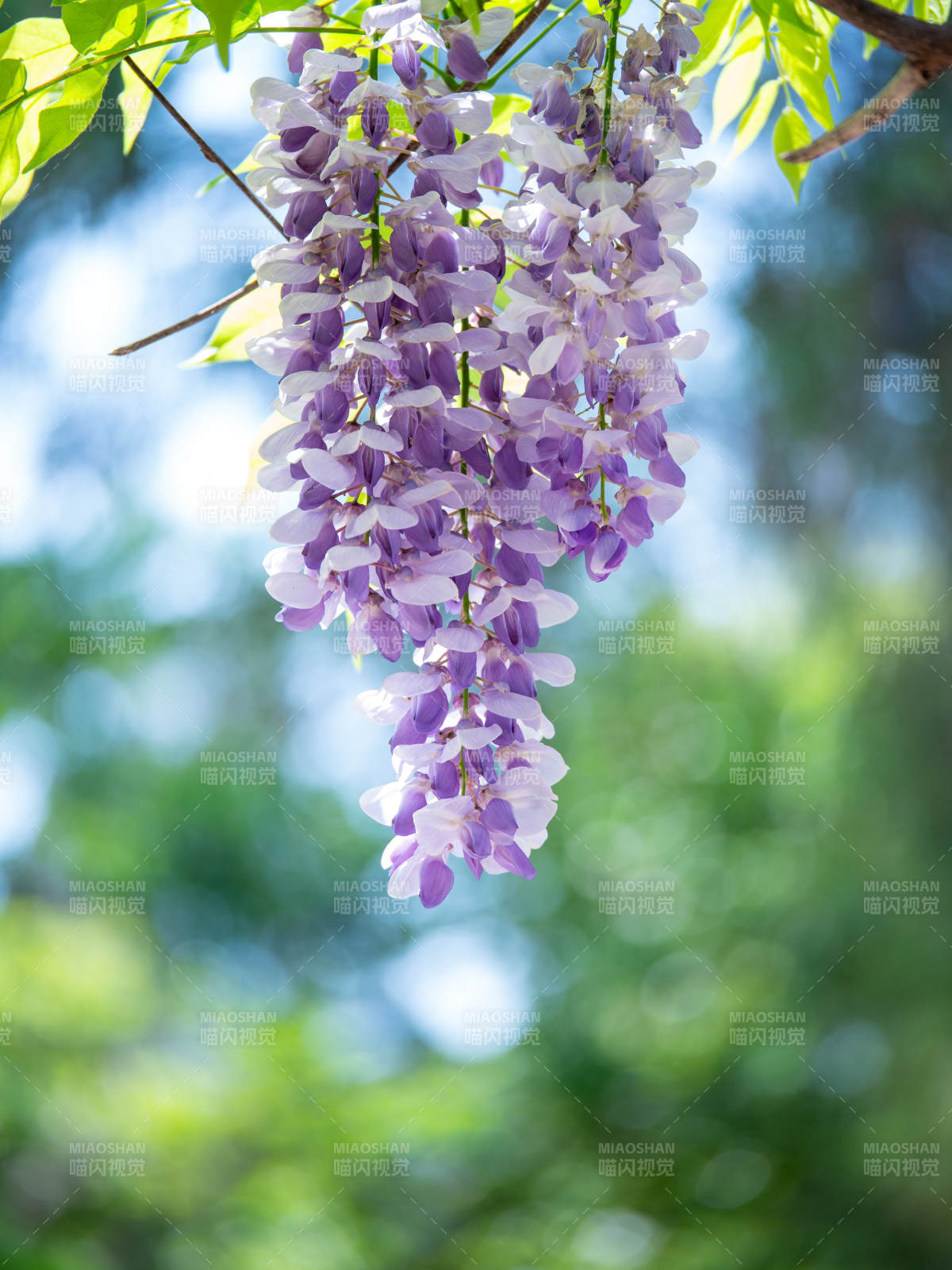 紫藤花垂枝绽放图片