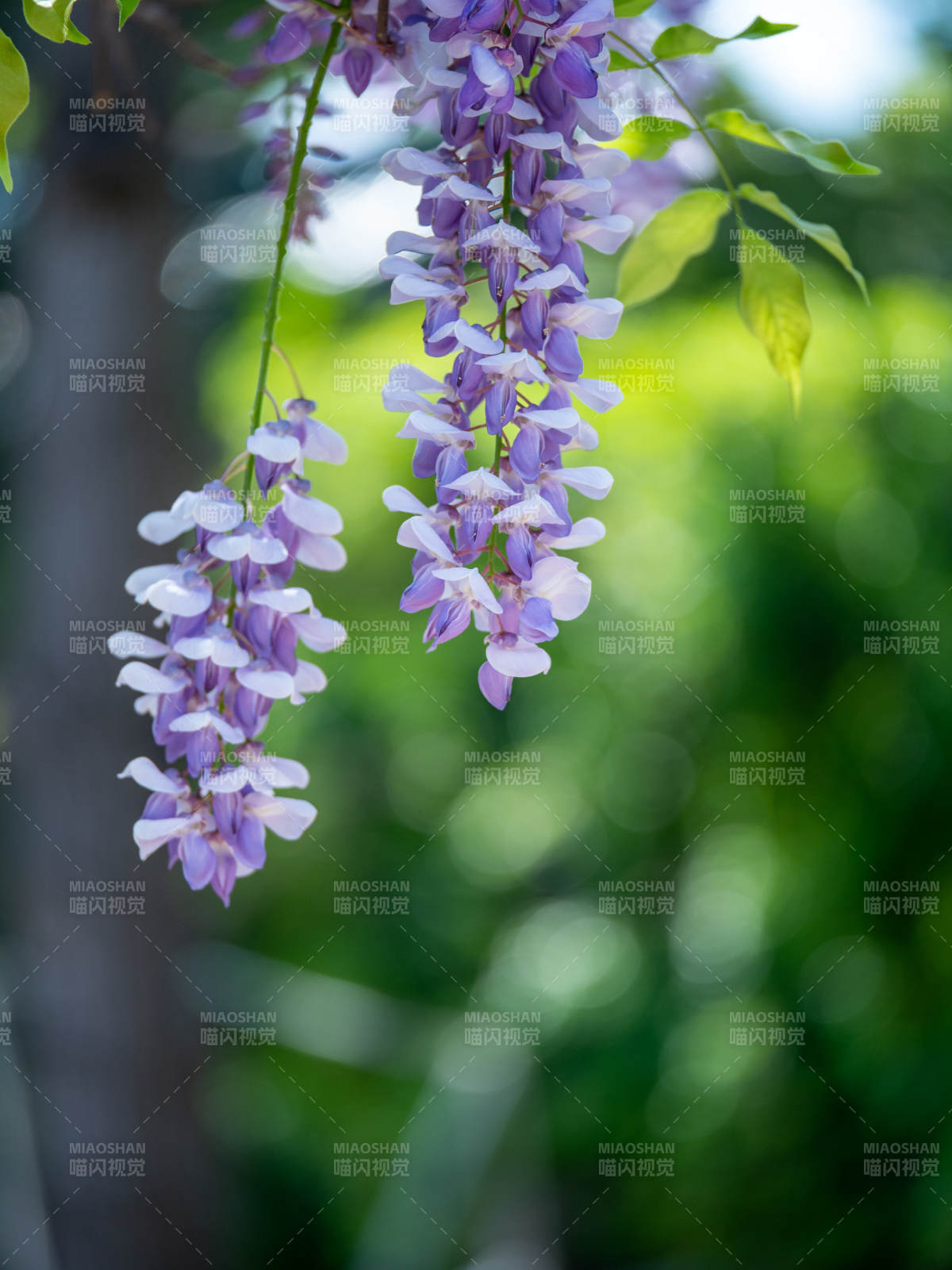 紫藤花垂枝绽放图片