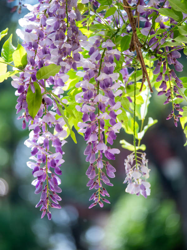 紫藤花垂枝绽放图片