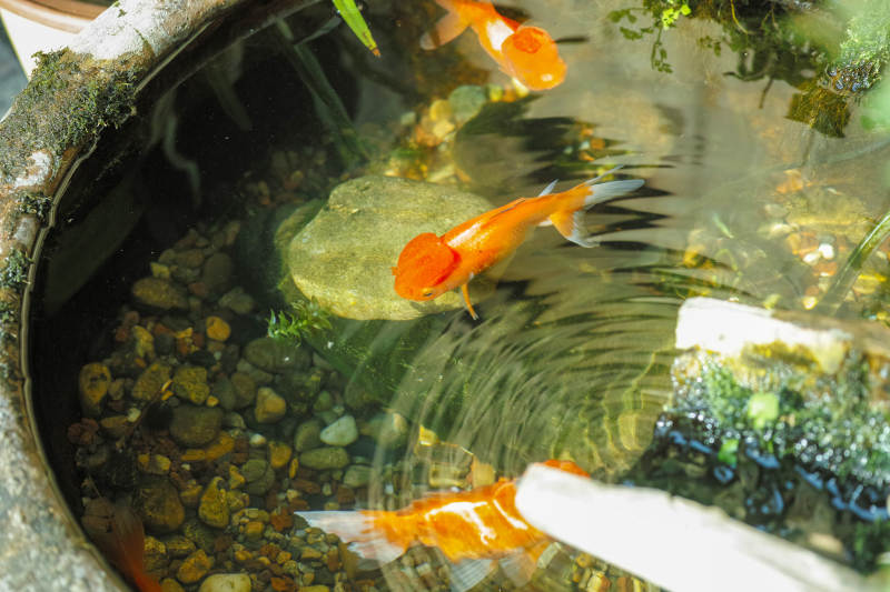 锦鲤戏水石池中图片