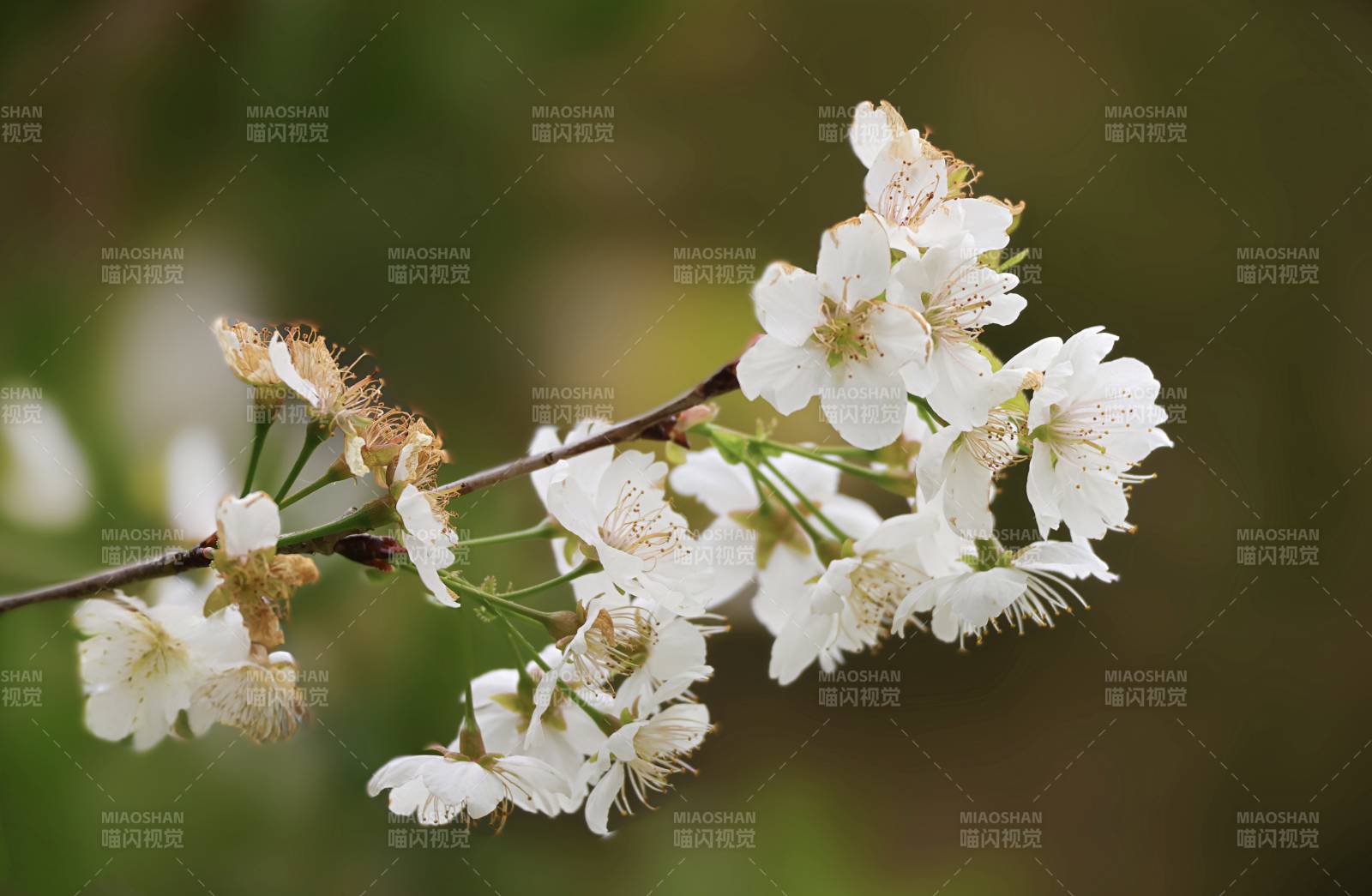 樱花绽放枝头图片