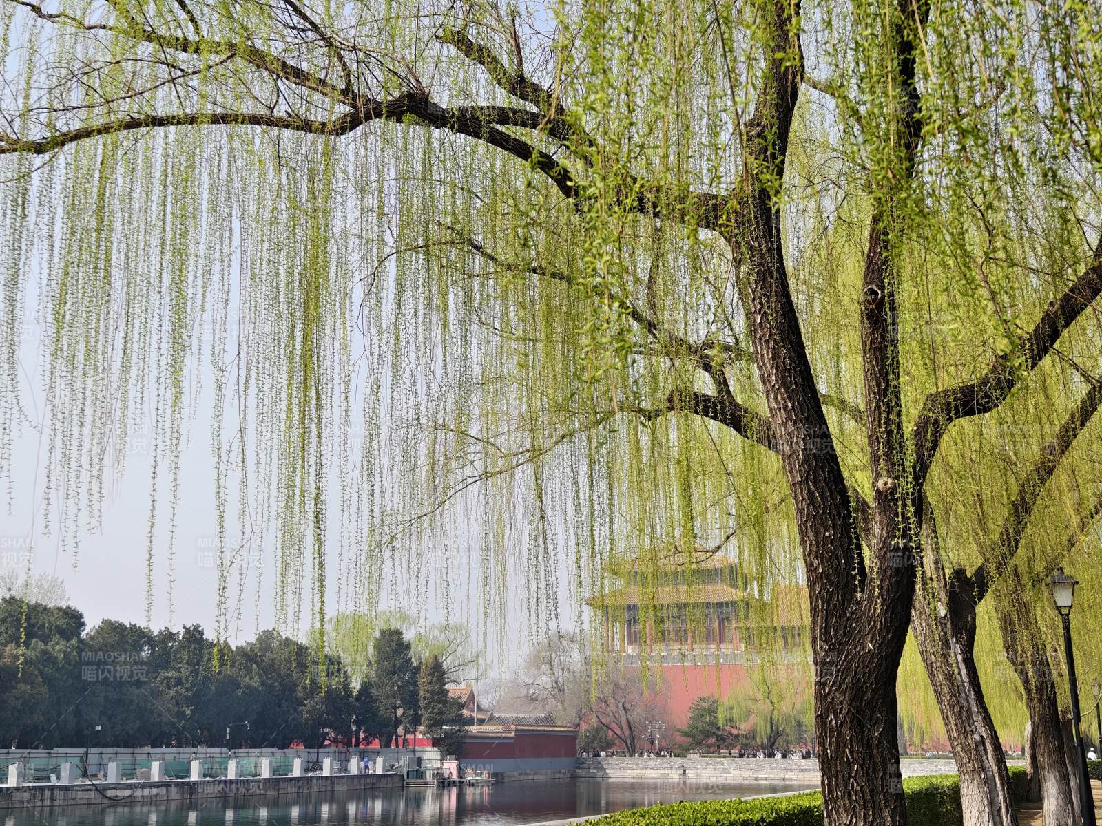 柳垂碧水映古楼图片