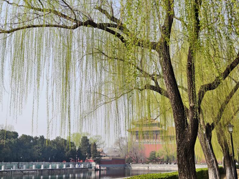 柳垂碧水映古楼图片