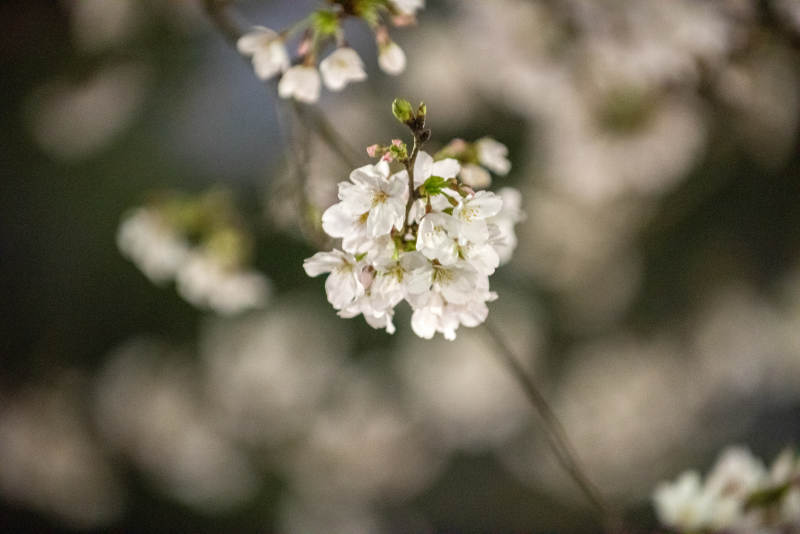 樱花绽放枝头图片