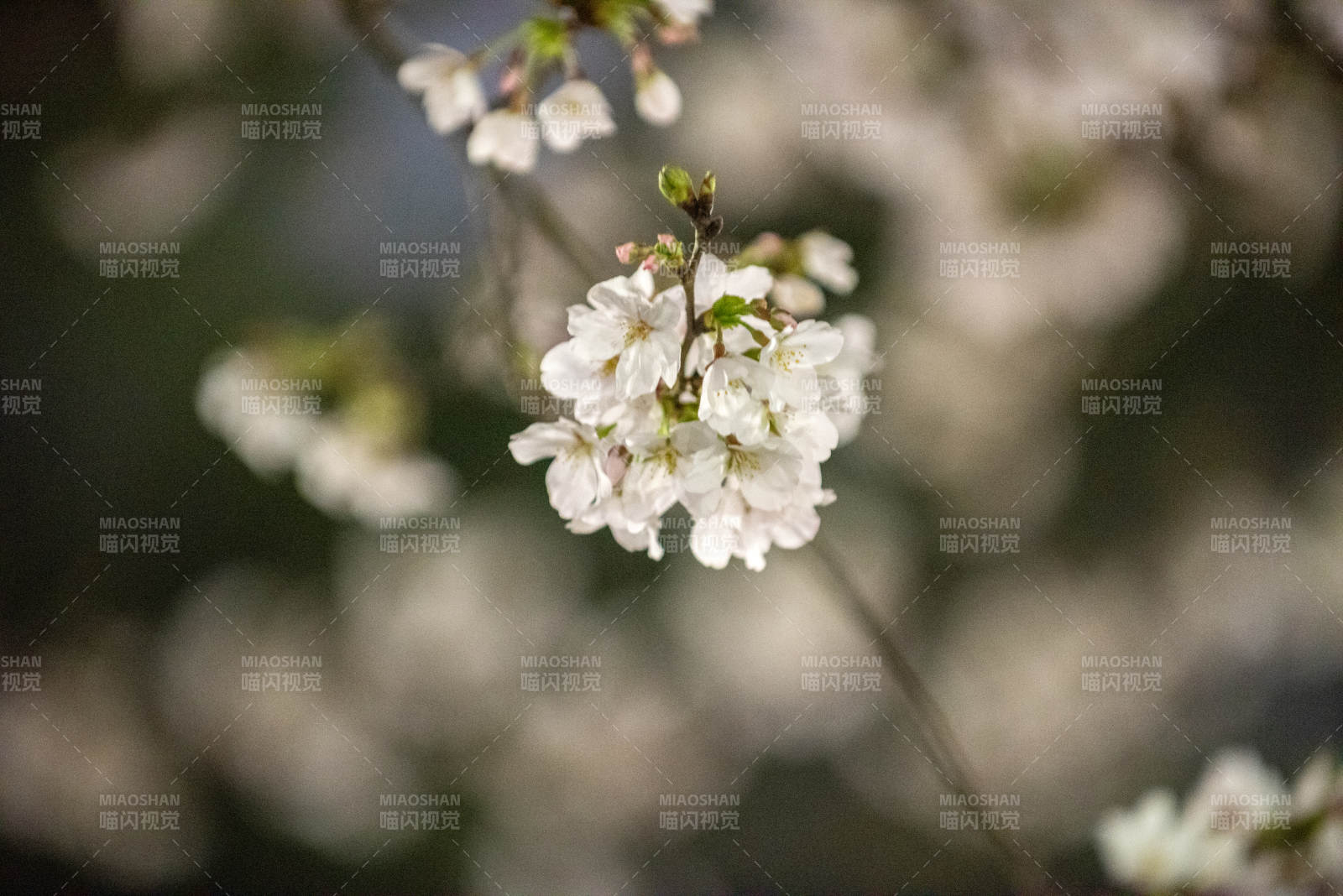 樱花绽放枝头图片