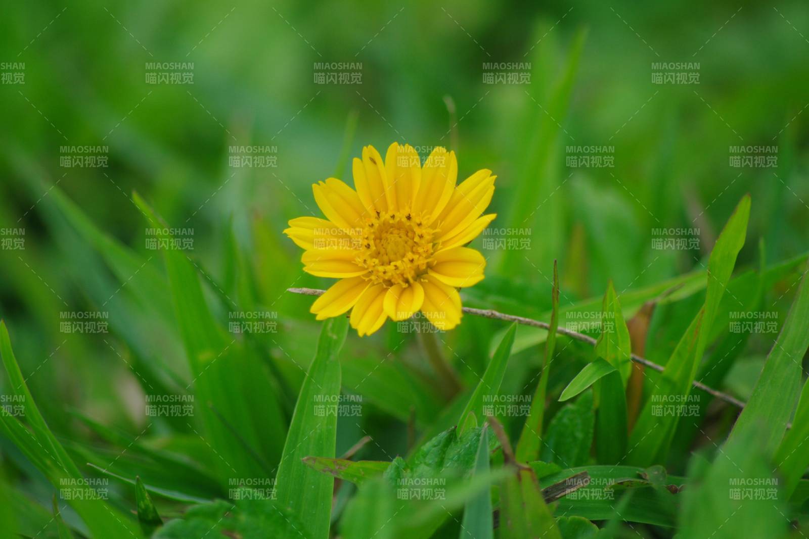 黄花绿草间图片