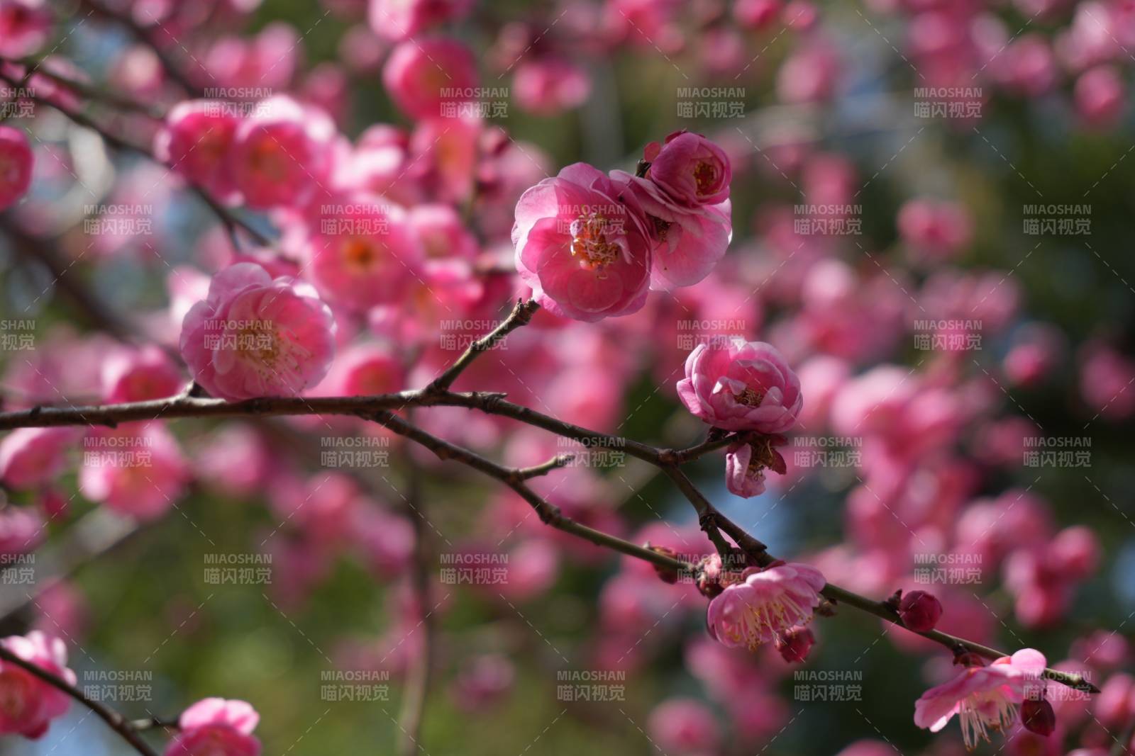梅花绽放春意浓图片
