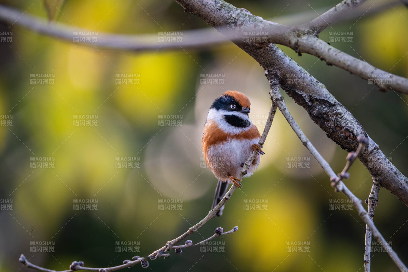 红顶小鸟栖枝头图片