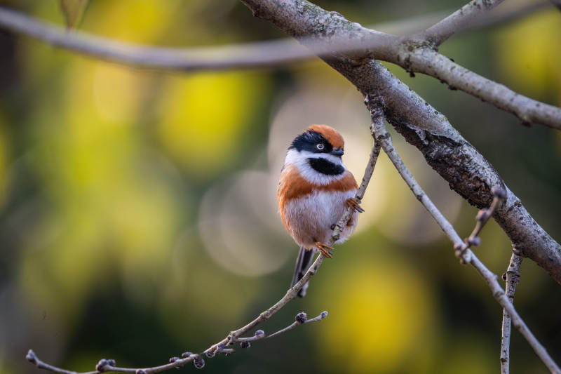 红顶小鸟栖枝头图片