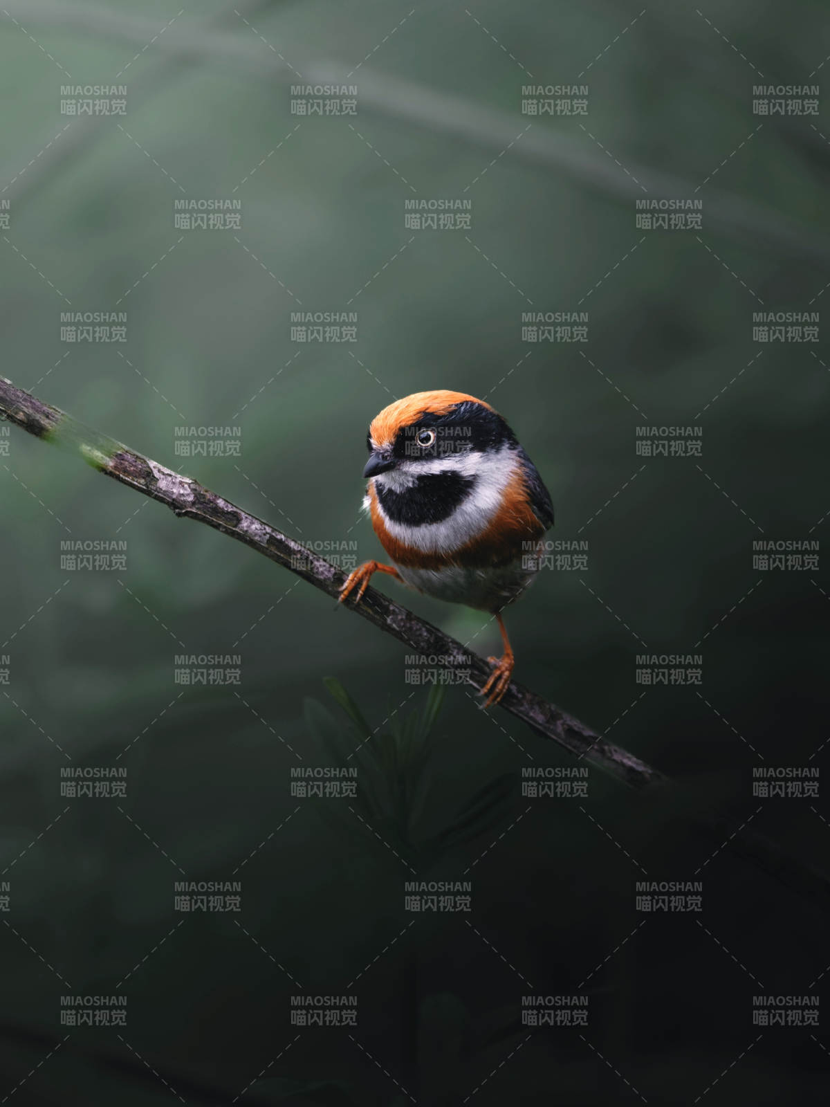 橙顶小鸟栖枝头图片