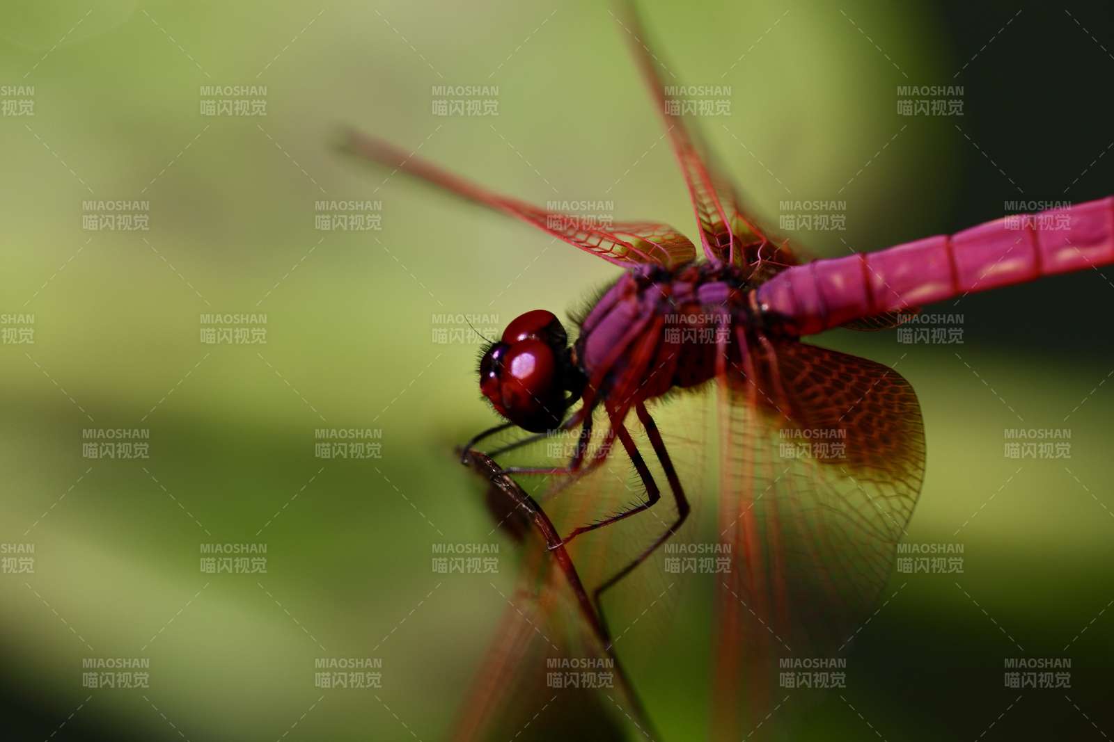 红蜻蜓栖息枝头图片