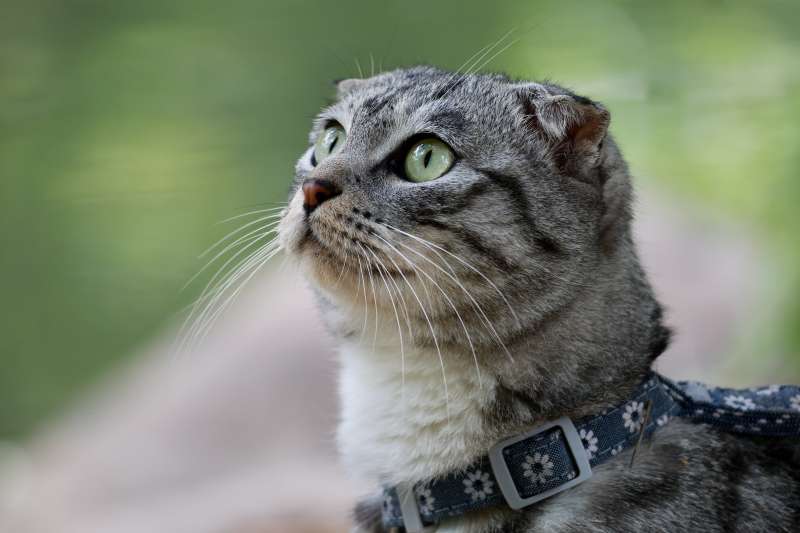 猫咪仰望天空图片