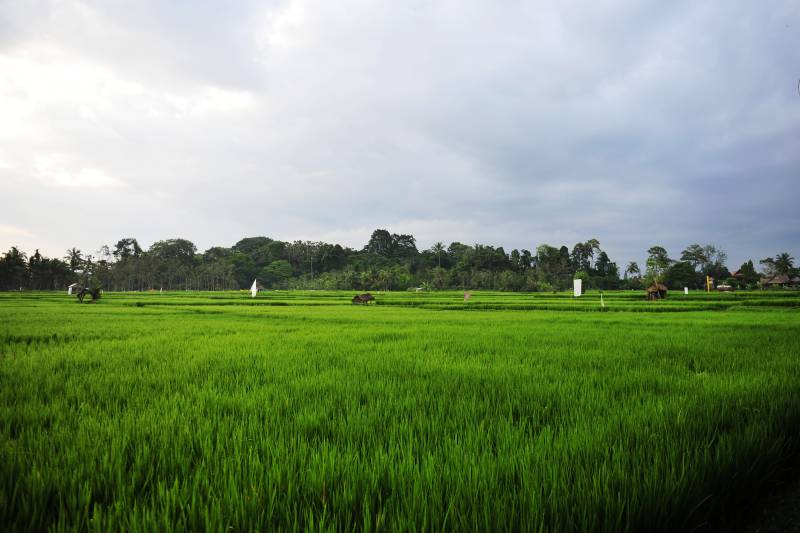 绿野稻田风光图片
