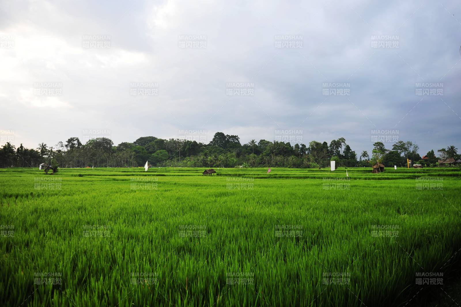 绿野稻田风光图片