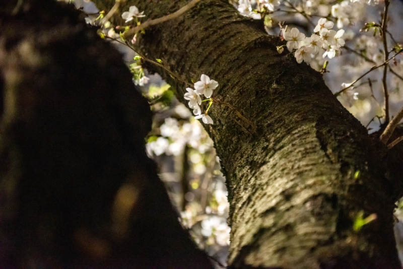 樱花绽放枝头图片