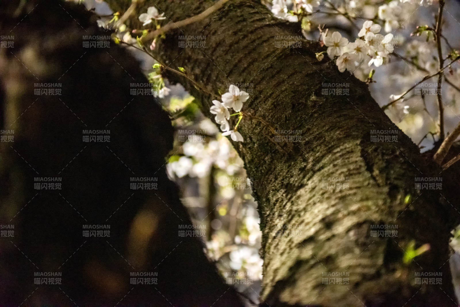 樱花绽放枝头图片