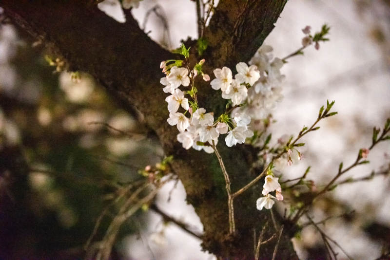 樱花绽放枝头图片