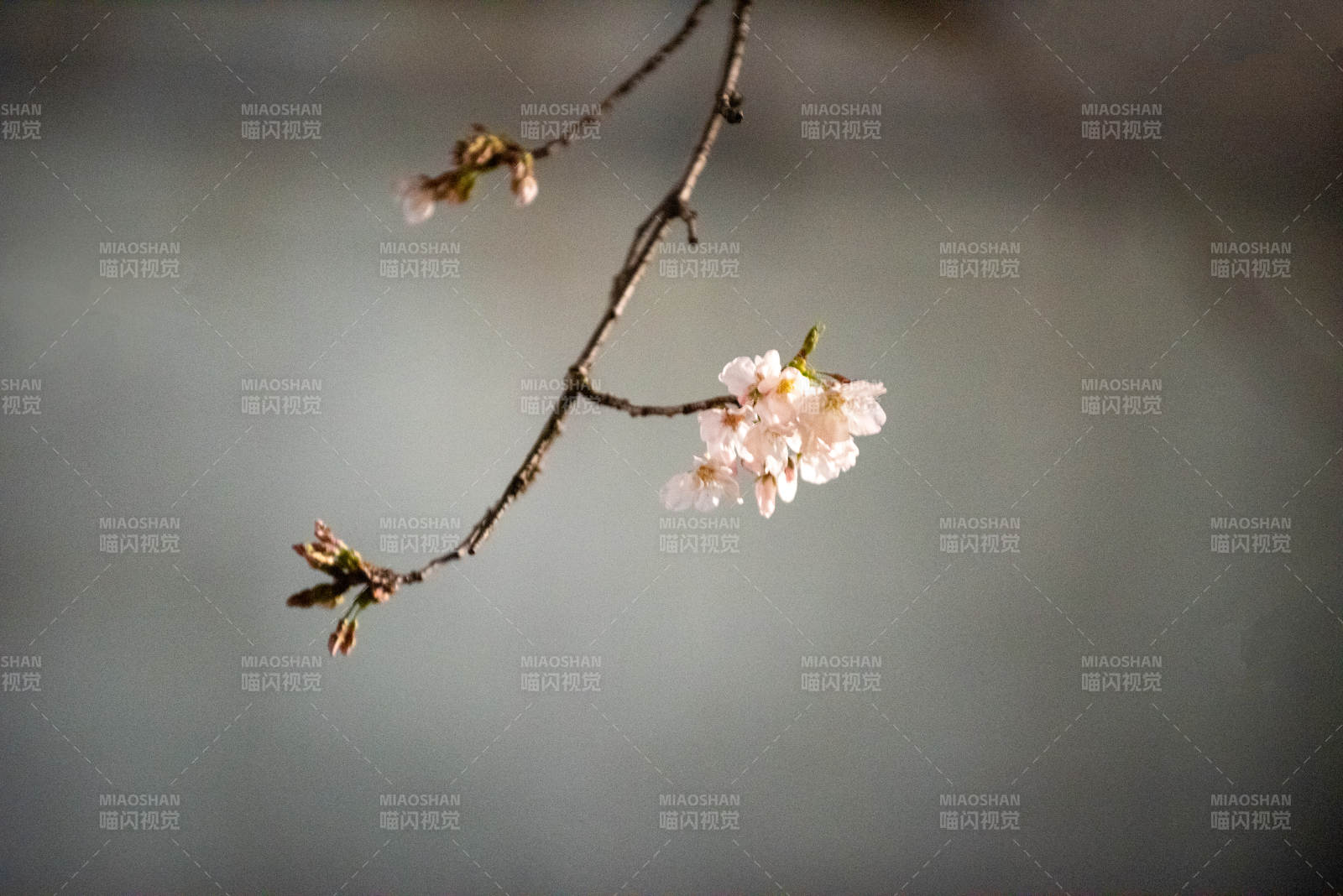 樱花枝头绽放图片