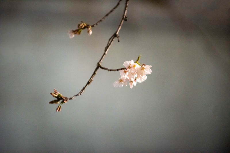 樱花枝头绽放图片