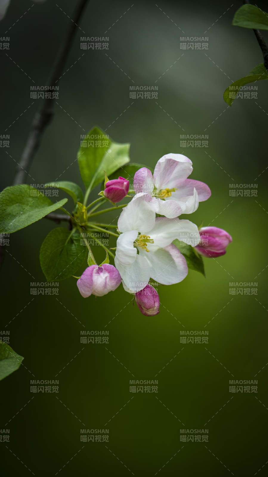春日花枝绽放图片