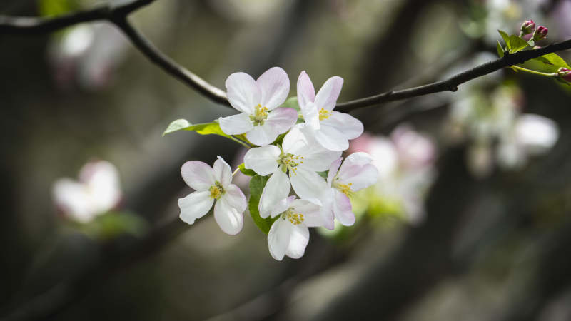 樱花绽放枝头图片