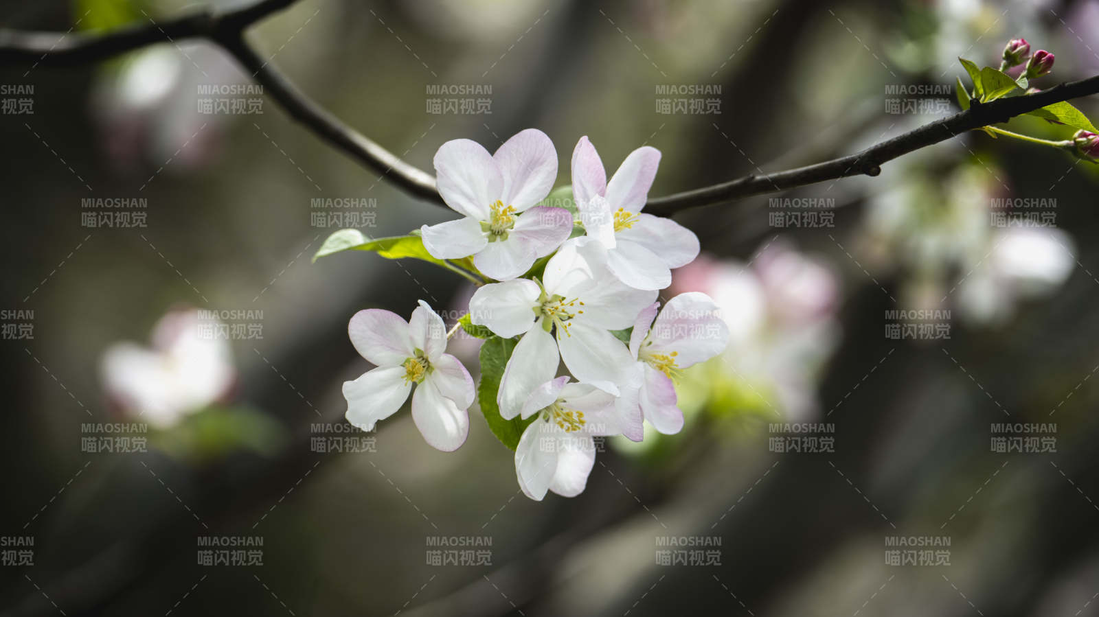 樱花绽放枝头图片
