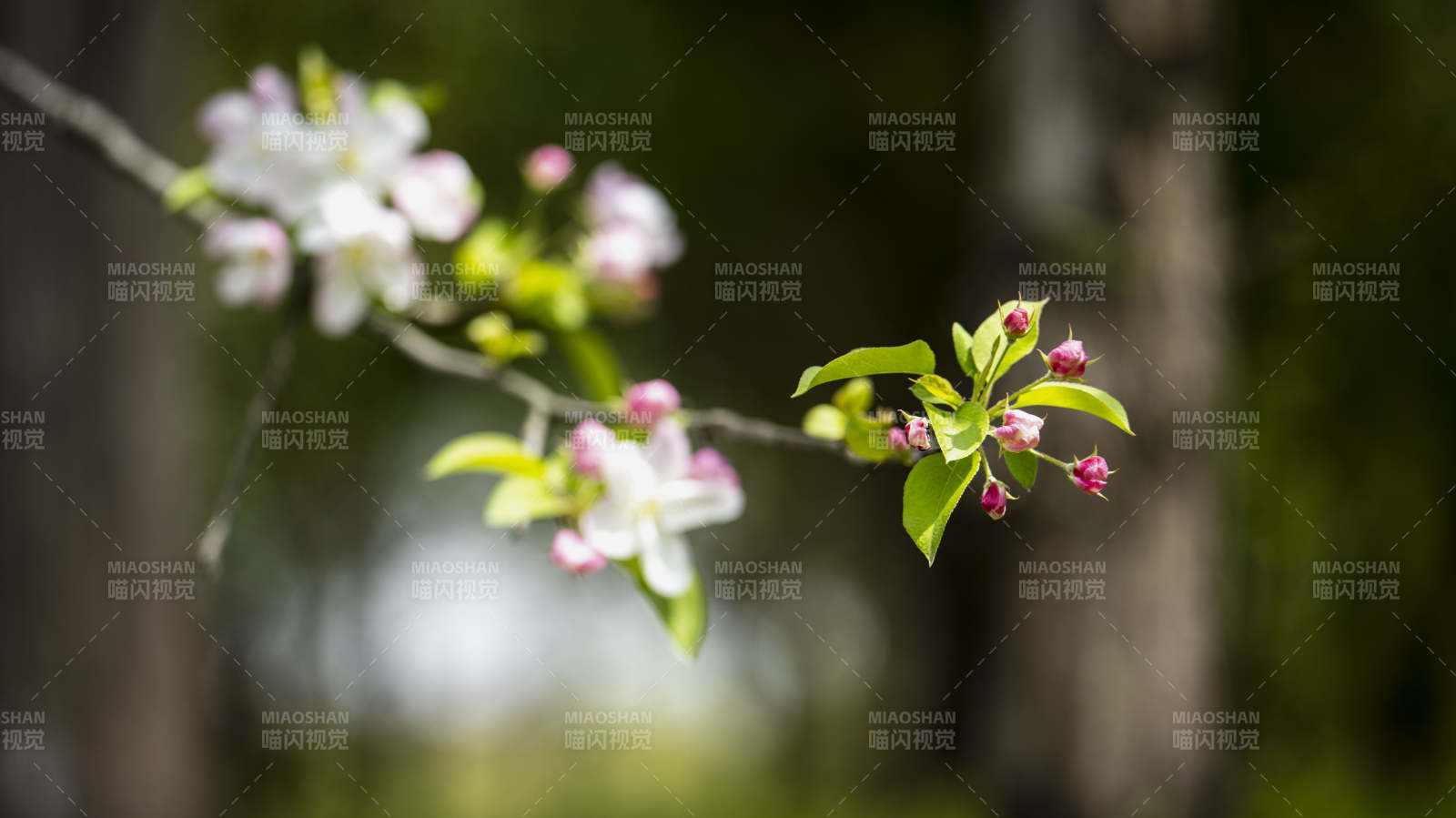 春枝绽放图片