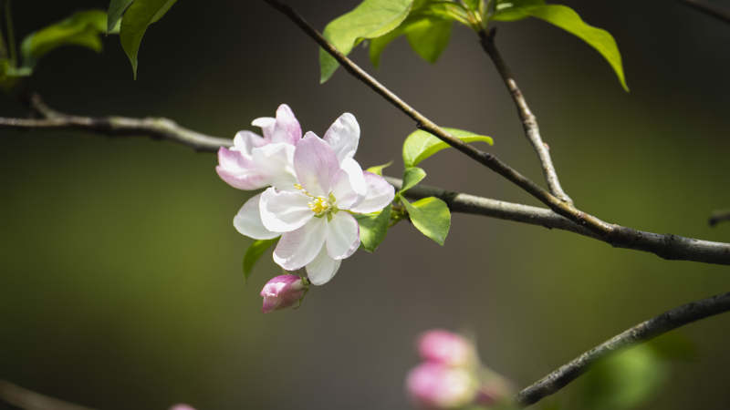 春日樱花绽放图片