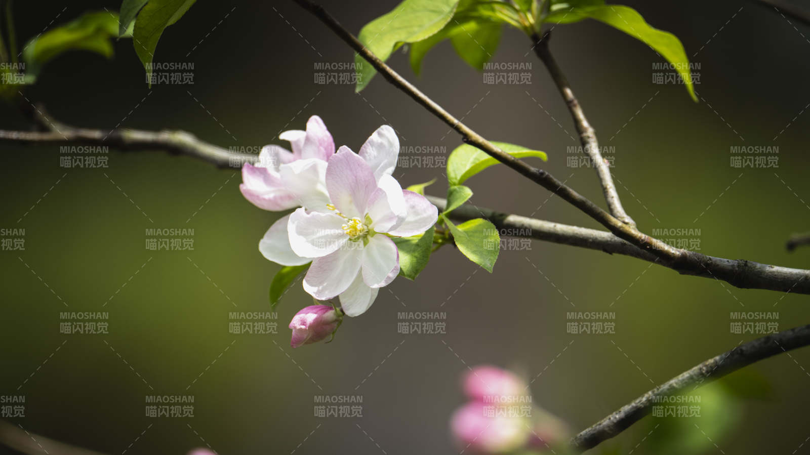 春日樱花绽放图片