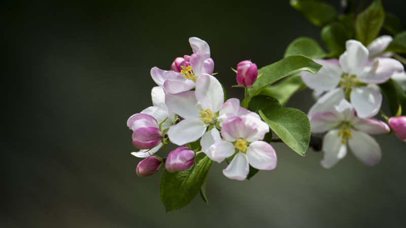 春日花枝绽放图片