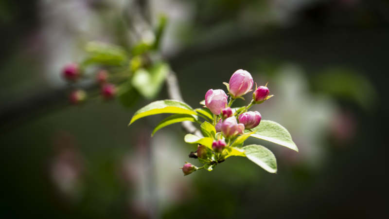 春日花蕾绽放图片