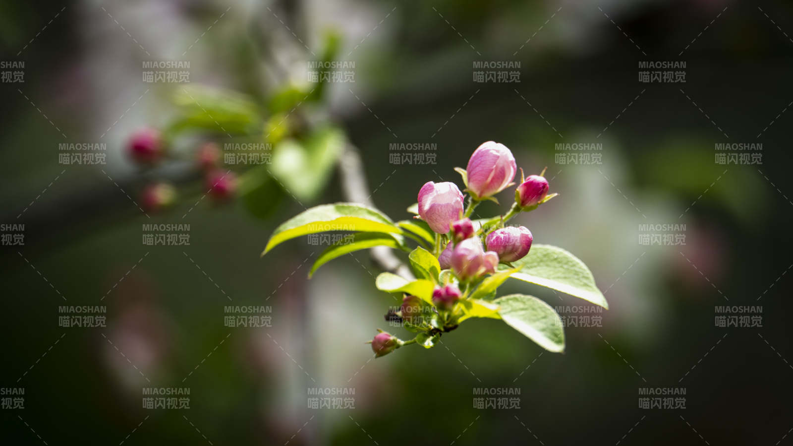 春日花蕾绽放图片