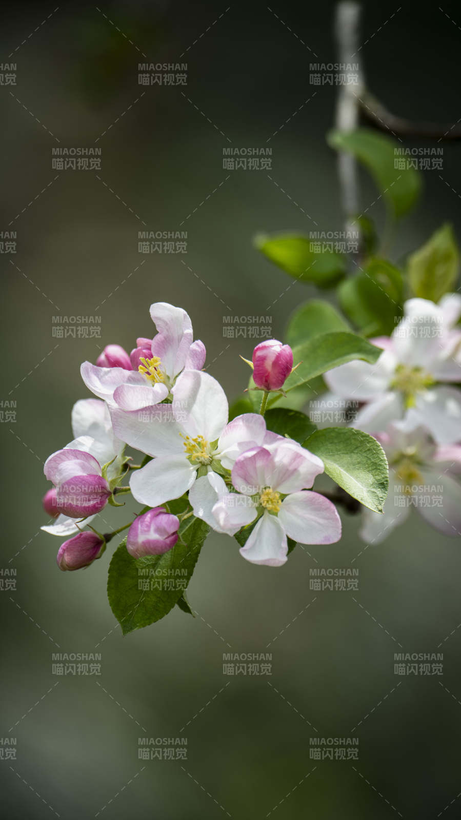 春日花枝绽放图片